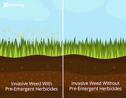 Your soil temperature should be below 70 degrees and dropping. Why Use Fall Pre Emergents Fall Weed Control For Lawns