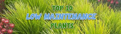 Top 10 Low Maintenance Plants Garden