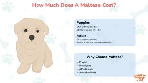how much does a maltese dog cost