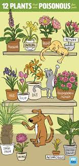 poisonous plants for dogs petmd