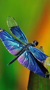 Select a beautiful wallpaper and click the yellow download button below the image. Animal Dragonfly Mobile Abyss