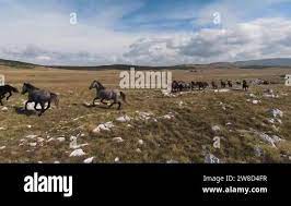Aerial Fpv Drone Flying With A Large Herd Of Wild Horses Galloping Fast  gambar png