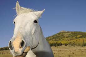 free stock photo of white horse