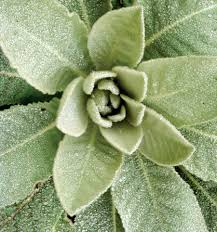 mullein cold infusion herbal remedy