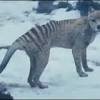 Scientists declared the thylacine, a large striped carnivore that looks like a. Https Encrypted Tbn0 Gstatic Com Images Q Tbn And9gcr Z01xqzzdtrqbaotesup5eu1bdz Tz09vpvbi5n6fsf G Dft Usqp Cau