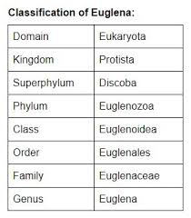 Euglena (see euglena coloring sheet). Euglena Structure Diagram Characteristics Classification