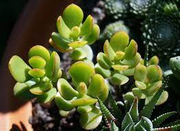 Are Jade Plants Toxic To Cats Vet