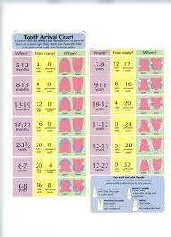 Download Stages Of Teeth Baby Teeth Growth Chart For Free