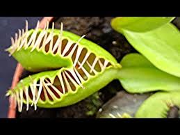 These hairs can feel the movement when something lands inside. Weird Mutant Venus Flytrap Plant Dionaea Muscipula Venus Fly Trap Youtube