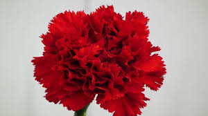 red carnation the national flower of spain