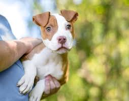 pitbull puppy images browse 54 546