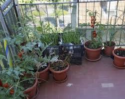 Urban Gardening In Apartments How To