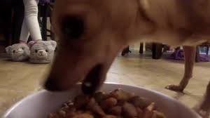 maggots in pet food