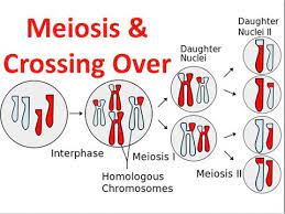 meiosis crossing over you