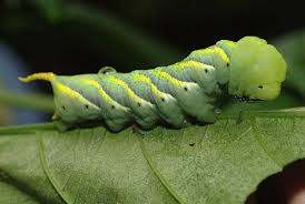 how to get rid of caterpillars in your yard