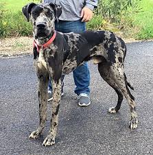 It's free to post an ad. Zanesville Oh Great Dane Meet Zeus Biggie A Pet For Adoption