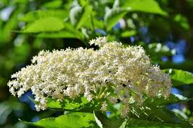 Same day or next day delivery is available. 100 Free Elderflower Elder Images