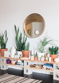 decorate indoor plant in living room