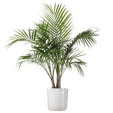 United Nursery Majesty Palm Live Indoor