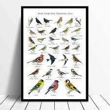 british garden birds chart wildlife