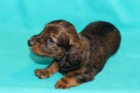 Our puppies are very healthy and have all health papers available. Akc Miniature Dachshund Puppies For Sale Texas Country Dachshunds