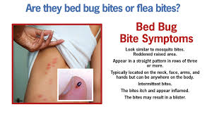 bed bug bites symptoms treatment and