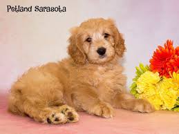 Visit us and meet your new best friend. Miniature Goldendoodle Puppies A Whole Bunch Of Cuteness In A Small Package