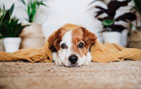 nz household pets carpet dog vomit