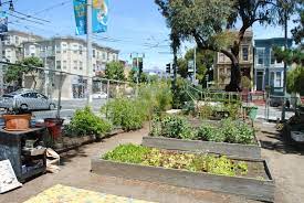 Flourishing Urban Garden Sprouts In San
