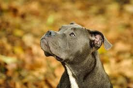 The eyes of the american staffordshire terrier are black and round, with a stern expression that can be perceived as both intimidating and alert. Blue Nose Pitbull Dog Breed Information And Owner S Guide Perfect Dog Breeds