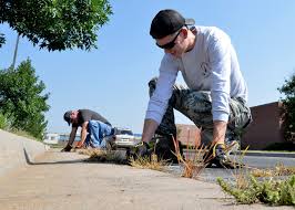 Workers removing weeds from a curb by Joe Clokey; Russell Autrey.