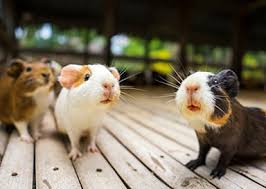 You are required to fulfil our requirements in order to import, export, or transship small mammals. Small Exotic Animal Vet In Miller Place Ny Miller Place Animal Hospital
