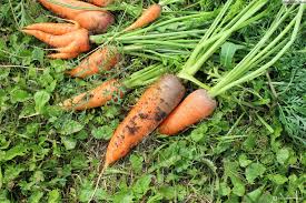 Декоративная морковь Шанс