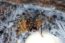In diesem video gibt es die giftigsten spinnen in deutschland. Giftspinnen Wikipedia