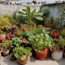 plants for your terrace garden