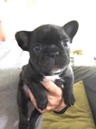 Below is a sample search of our french bulldog breeders with puppies for sale. Last Puppy French Bulldog Puppies Full Akc Close To Austin For Sale In Briarcliff Texas Classified Americanlisted Com
