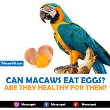 can macaws eat eggs are they healthy