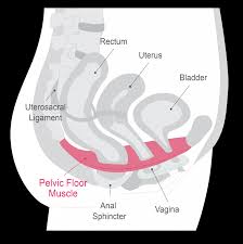 what is pelvic floor muscle pelvic