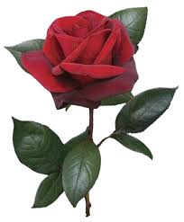 single red rose on a stem png file