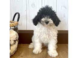 toy poodle dog female black white