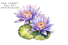 watercolor water lily flower
