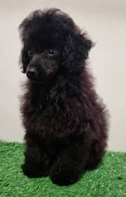 gorgeous sable toy poodle puppy dogs