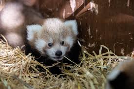 three adorable red panda cubs born at