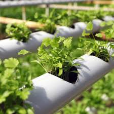 how to start a hydroponic garden dian