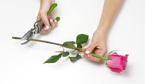 How to keep flowers fresh overnight. How To Make Flowers Last Longer 9 Tricks Proflowers