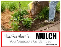 Mulch For Your Vegetable Garden Life