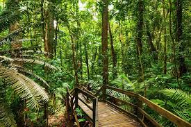 cape tribulation and daintree tour from