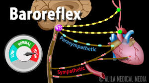 Image result for baroreflex
