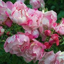 rose flower carpet pink splash pb 6 5