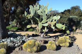 File Arizona Cactus Garden At Stanford